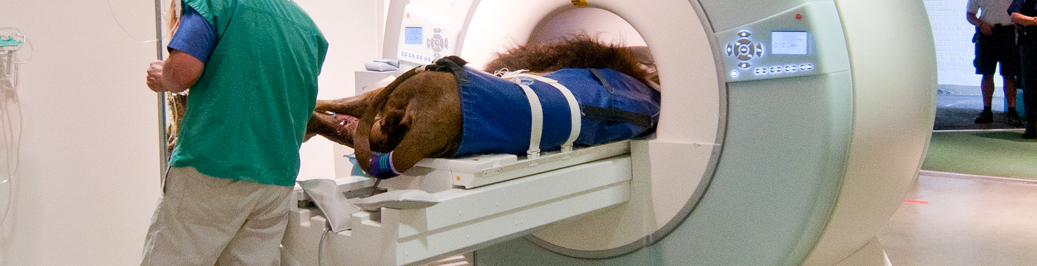 Lion CT Scan